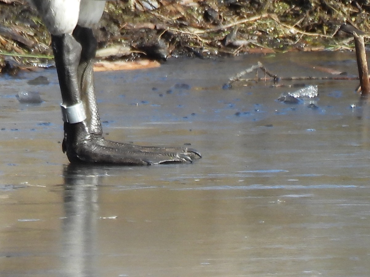 Canada Goose - ML649745582