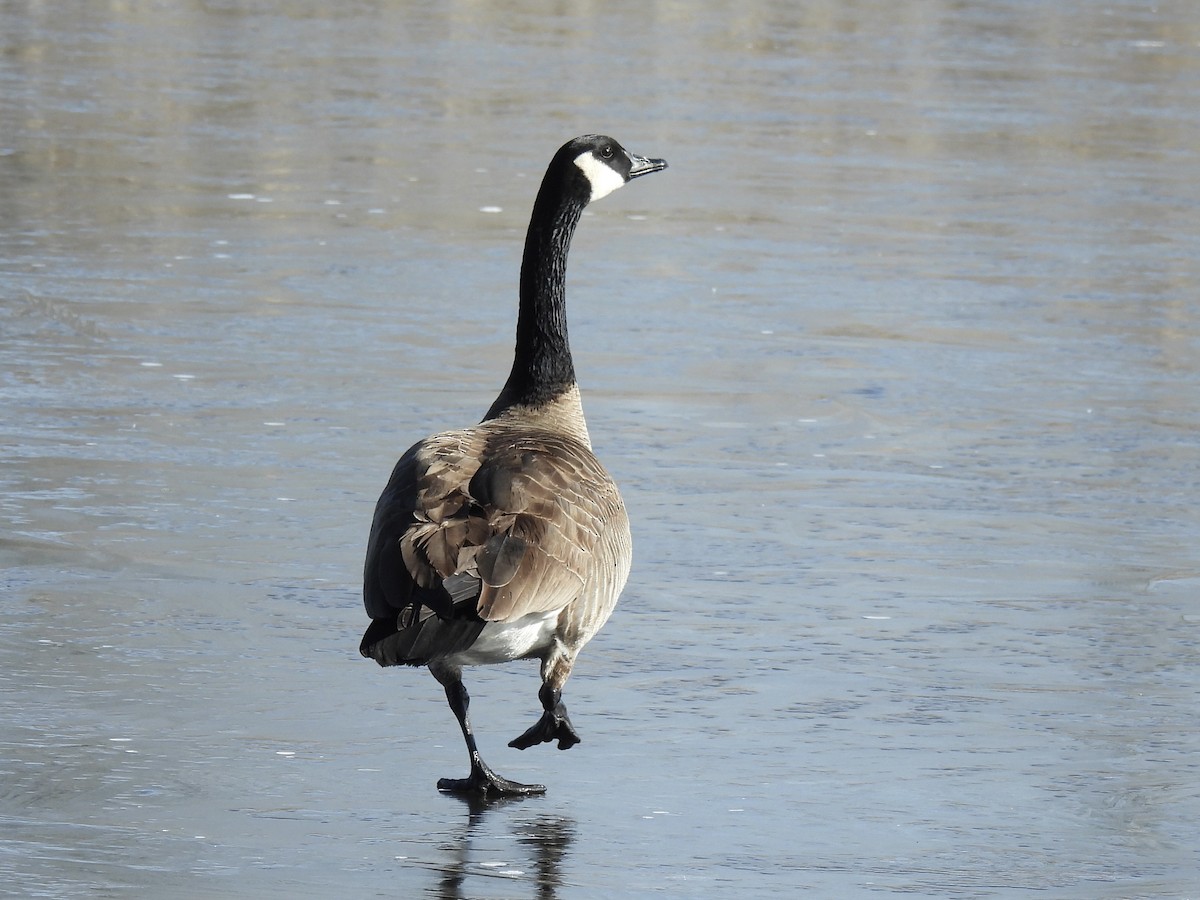 Canada Goose - ML649745632