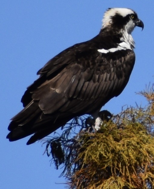 Osprey - ML649745655