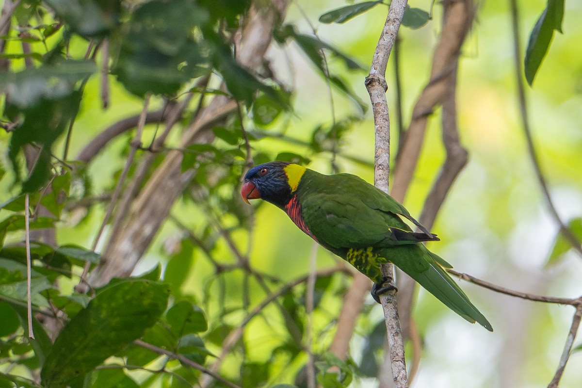 Coconut Lorikeet - ML649745936