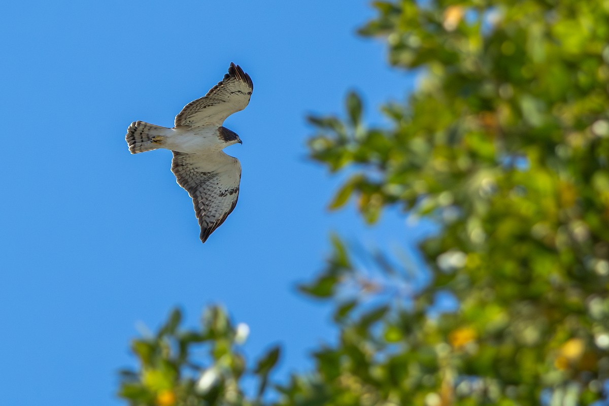 Short-tailed Hawk - ML649745944
