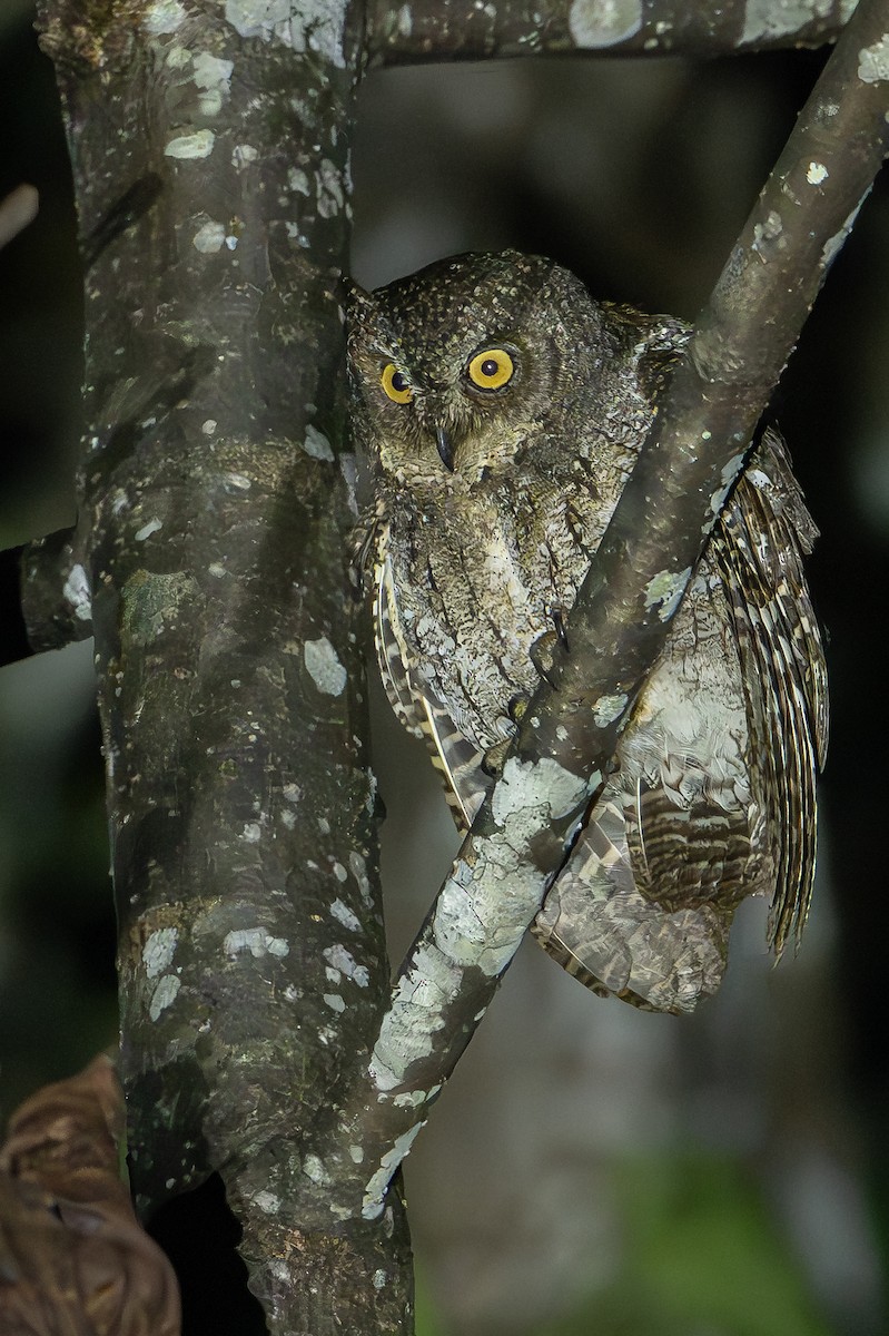 Moluccan Scops-Owl (Moluccan) - ML649747128