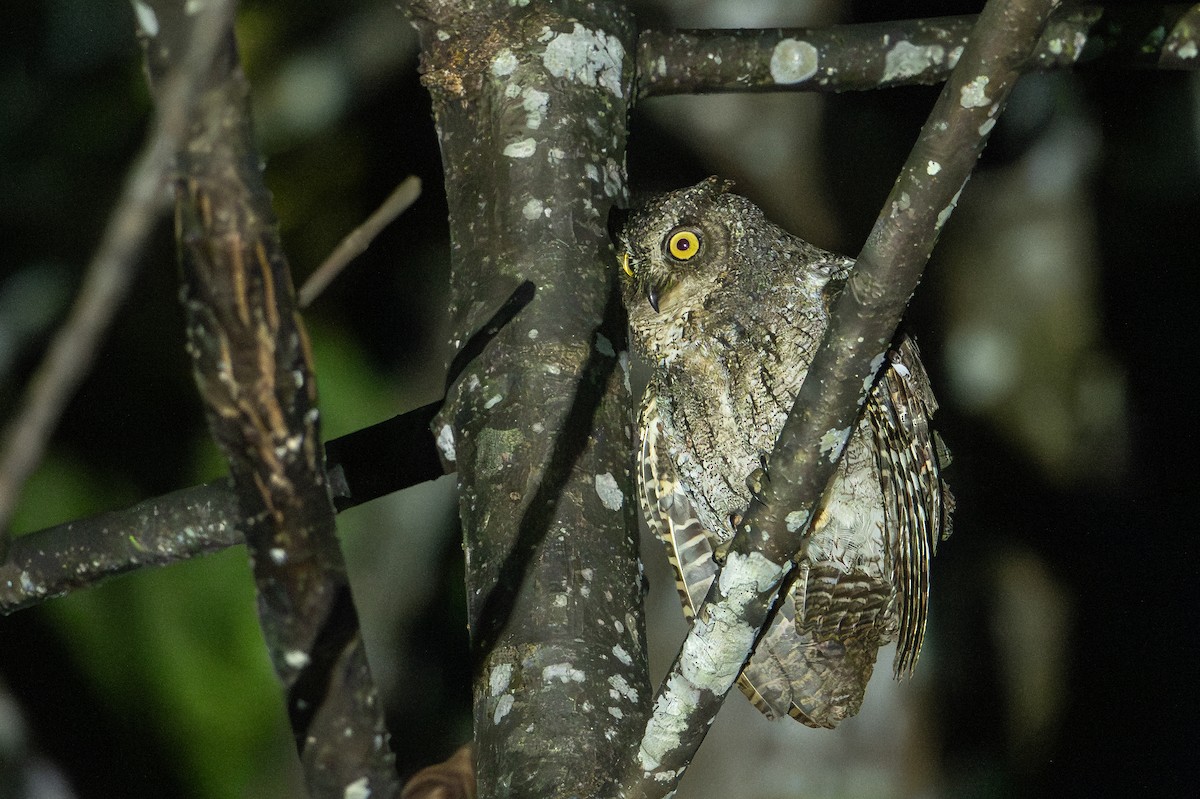 Moluccan Scops-Owl (Moluccan) - ML649747137