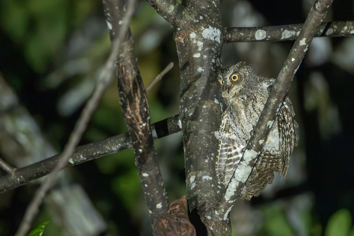 Moluccan Scops-Owl (Moluccan) - ML649747138