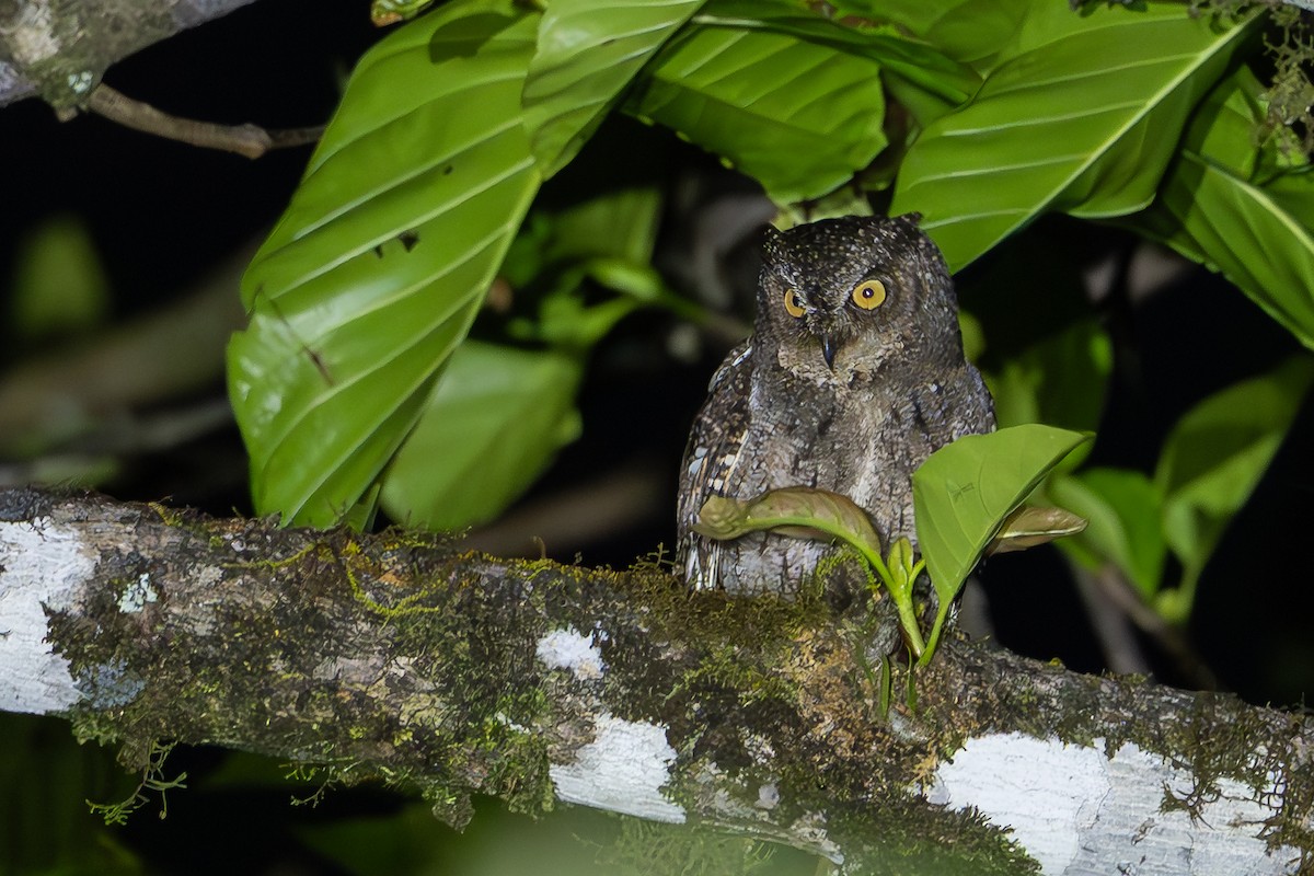 Moluccan Scops-Owl (Moluccan) - ML649747141