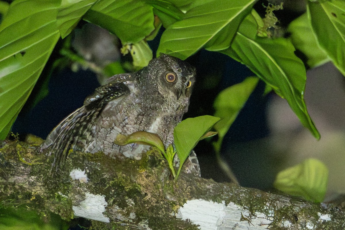 Moluccan Scops-Owl (Moluccan) - ML649747146