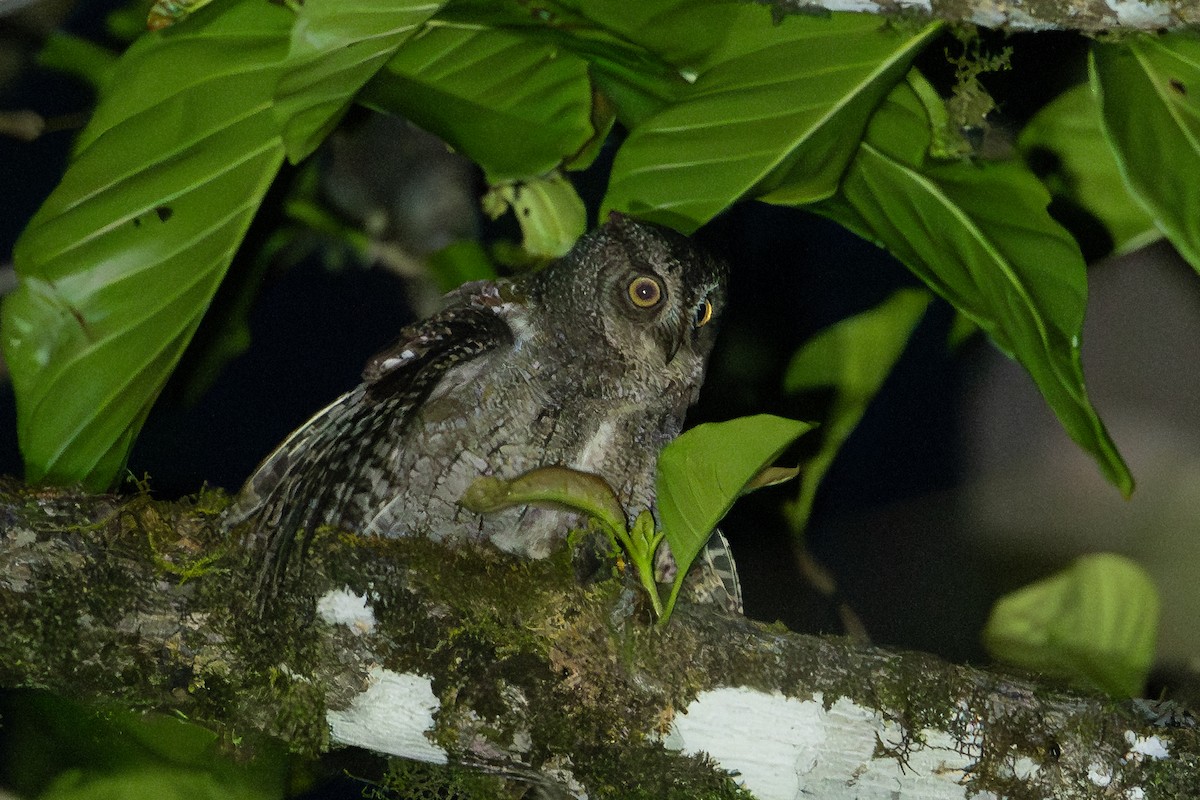 Moluccan Scops-Owl (Moluccan) - ML649747150