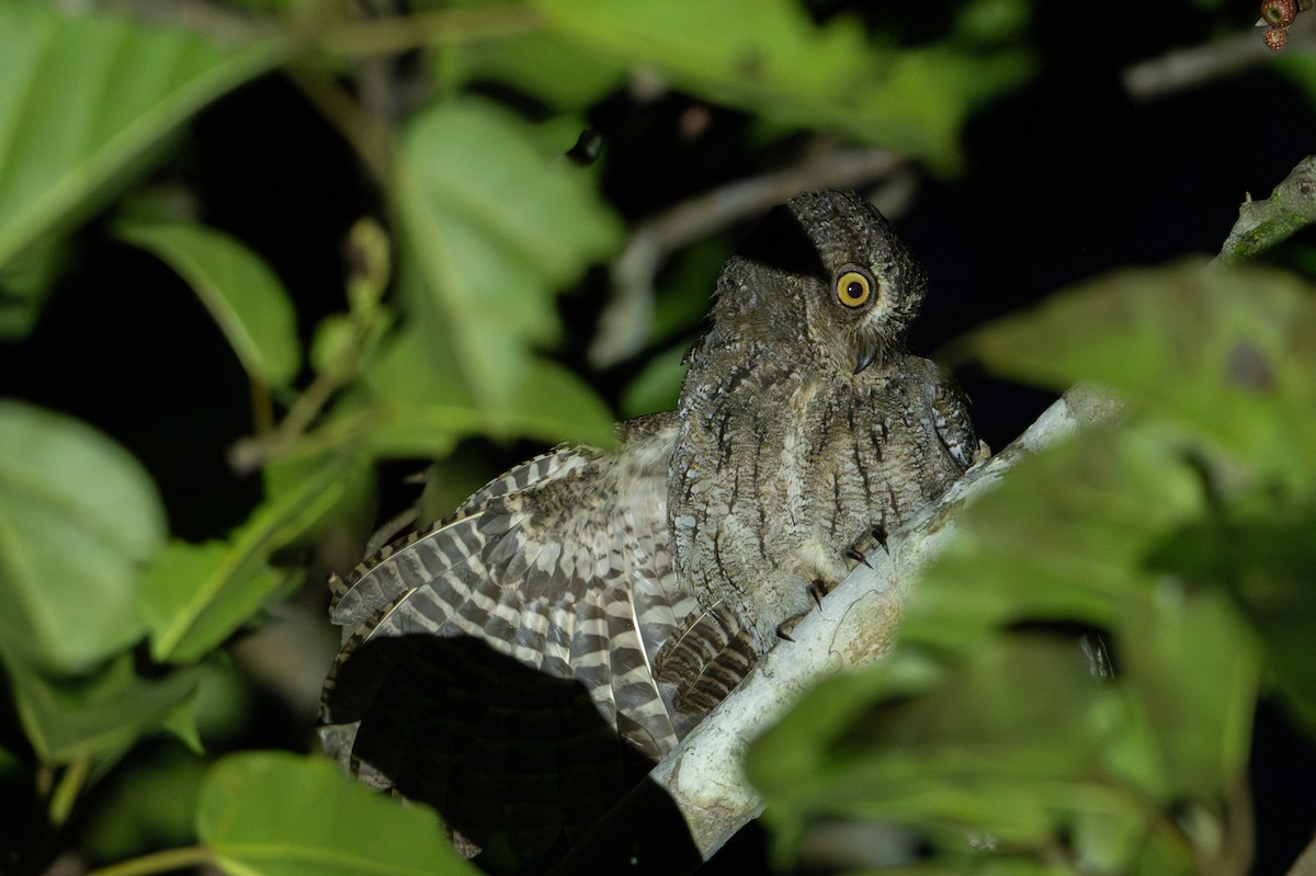 Moluccan Scops-Owl (Moluccan) - ML649747154