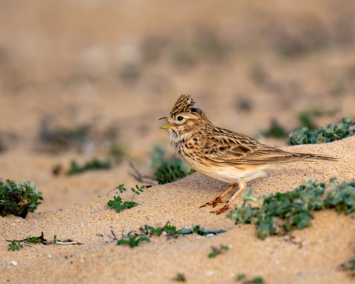 Stummellerche - ML649748470