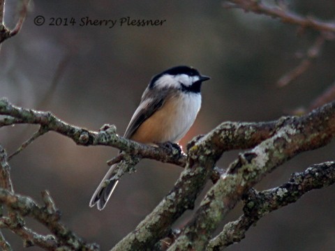 Black-capped Chickadee - ML64974951