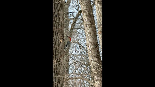 Red-bellied Woodpecker - ML649749577