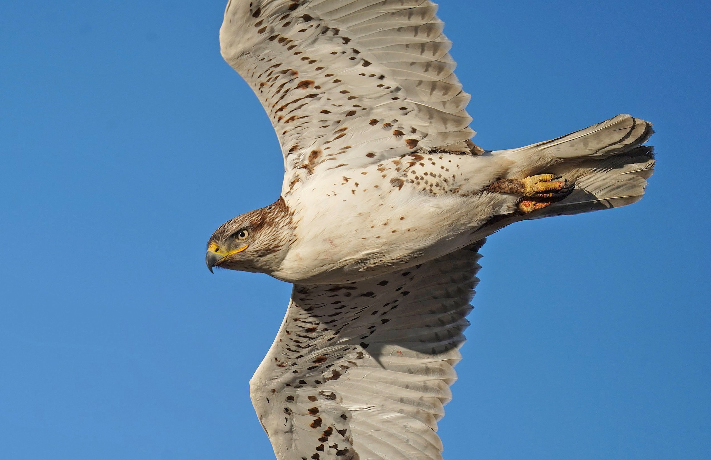 Ferruginous Hawk