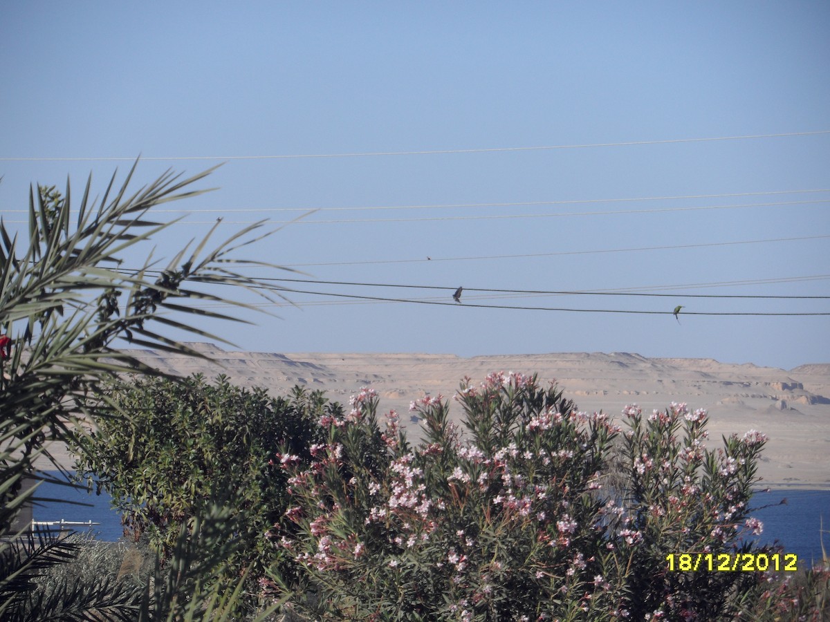 African Green Bee-eater - ML649750515