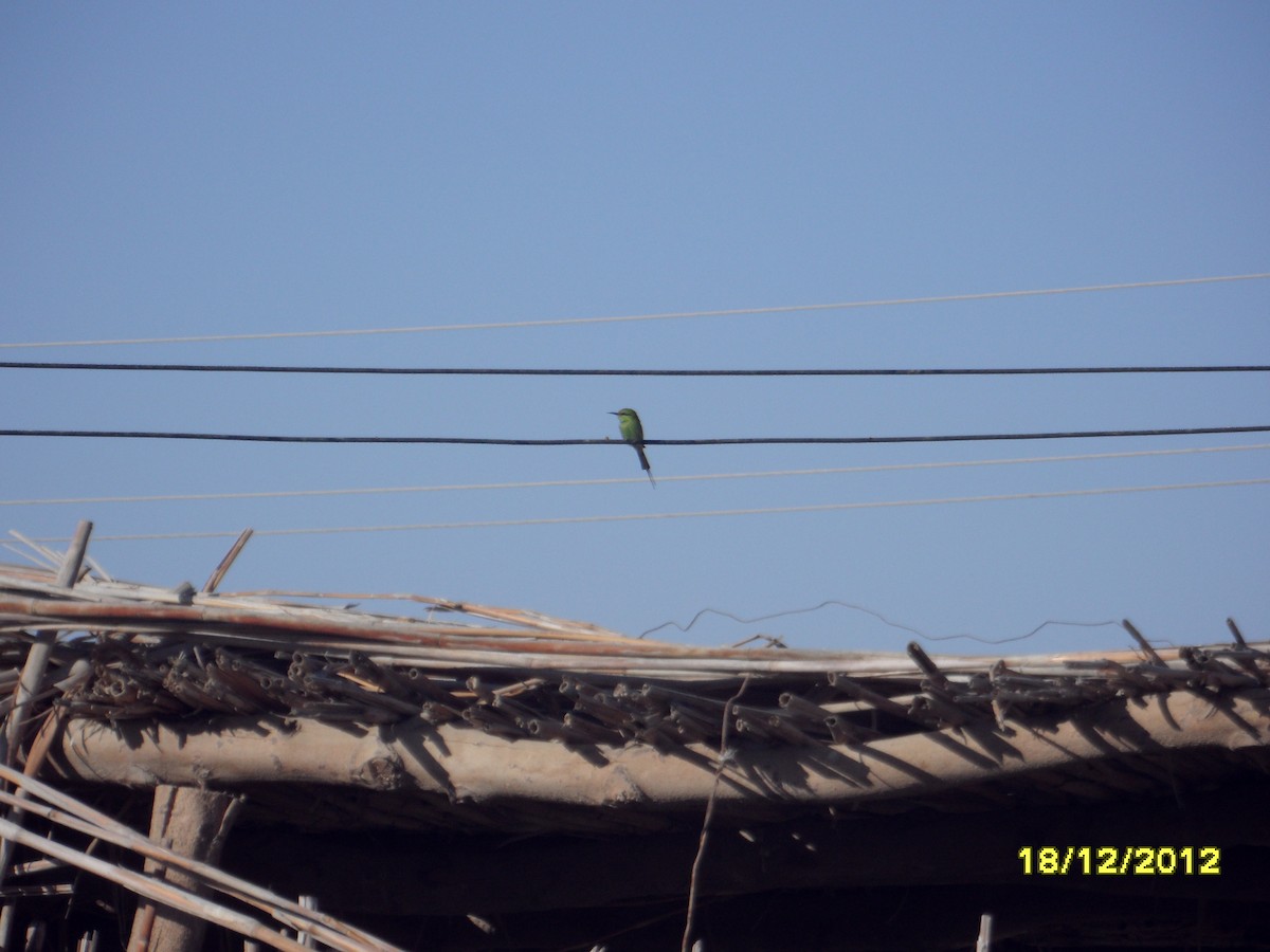 African Green Bee-eater - ML649750551