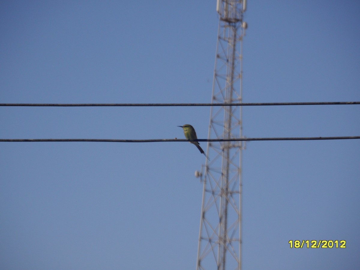 African Green Bee-eater - ML649750579