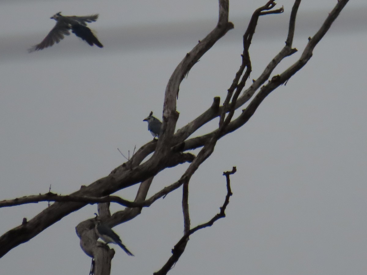 småskjæreskrike - ML649750896