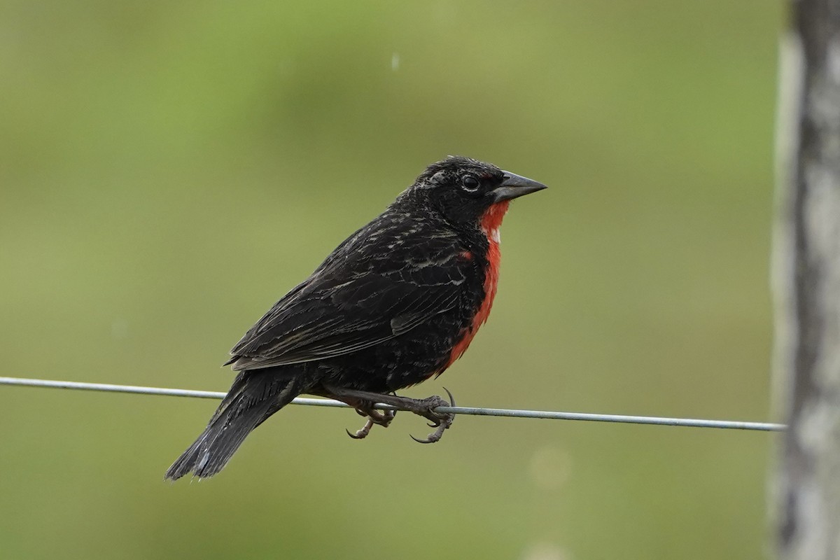 Red-breasted Meadowlark - ML649751401