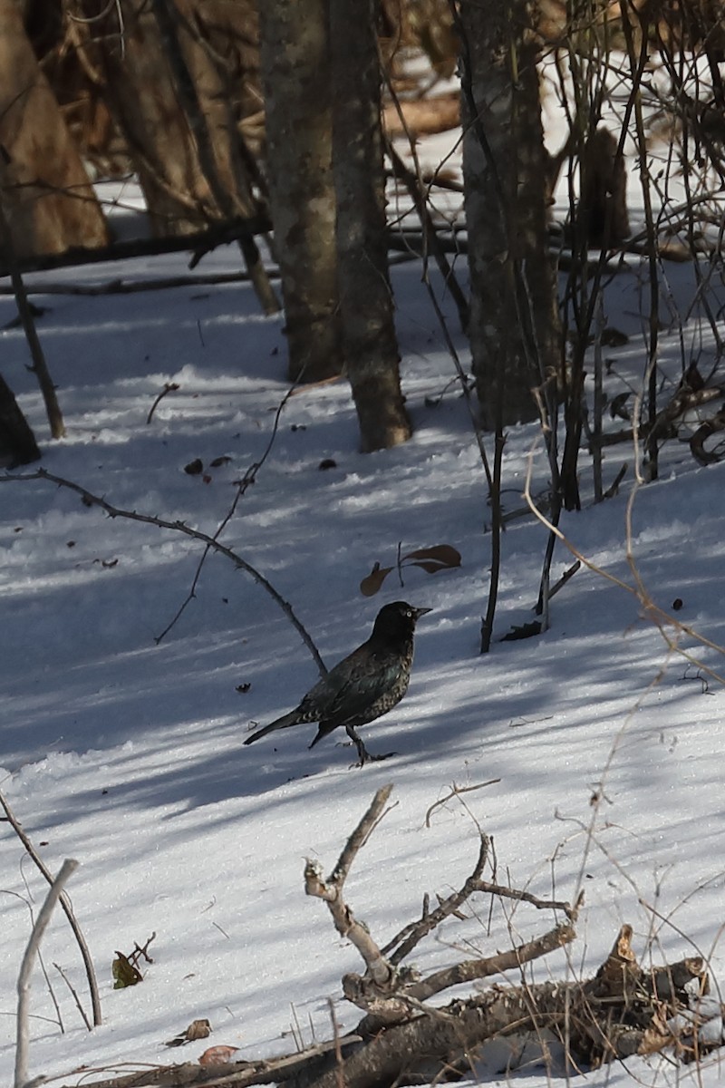 eBird Checklist - 27 Jan 2026 - Hickory Ridge Dr. - 1 species