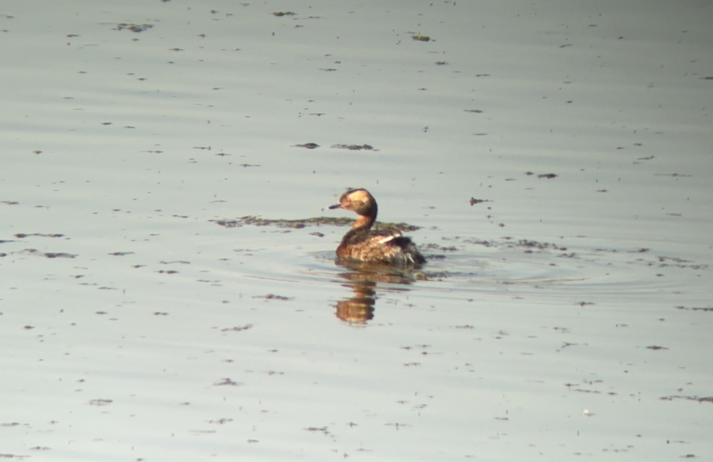 Horned Grebe