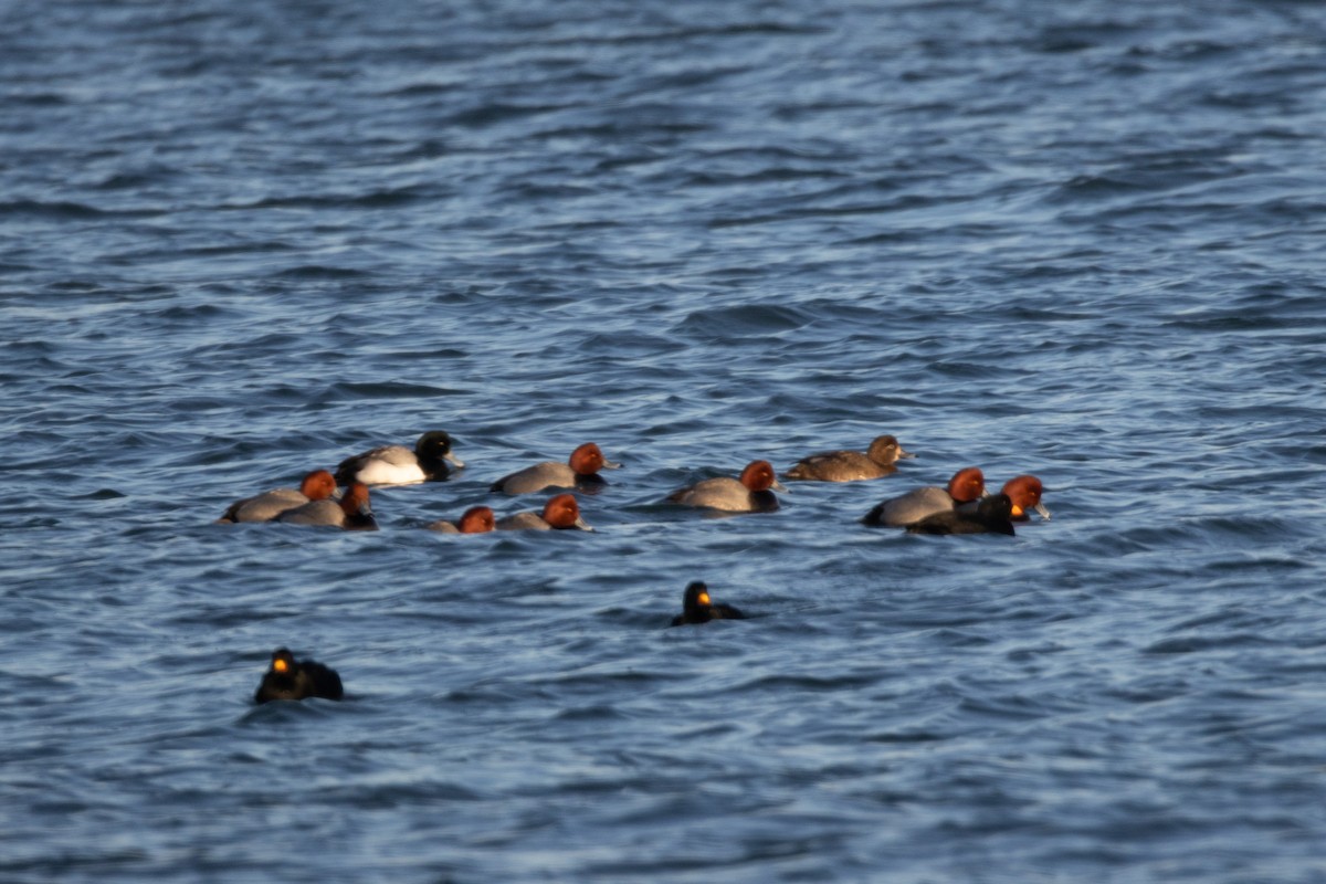 Американский нырок - ML649753356