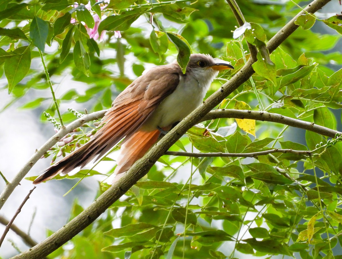 gulnebbgjøk - ML649753439