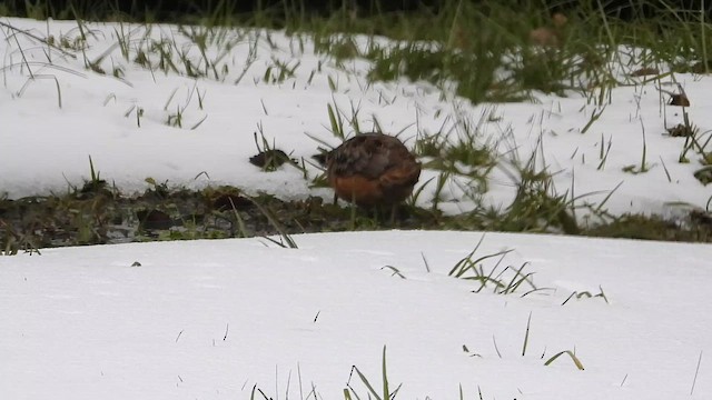 American Woodcock - ML649755086