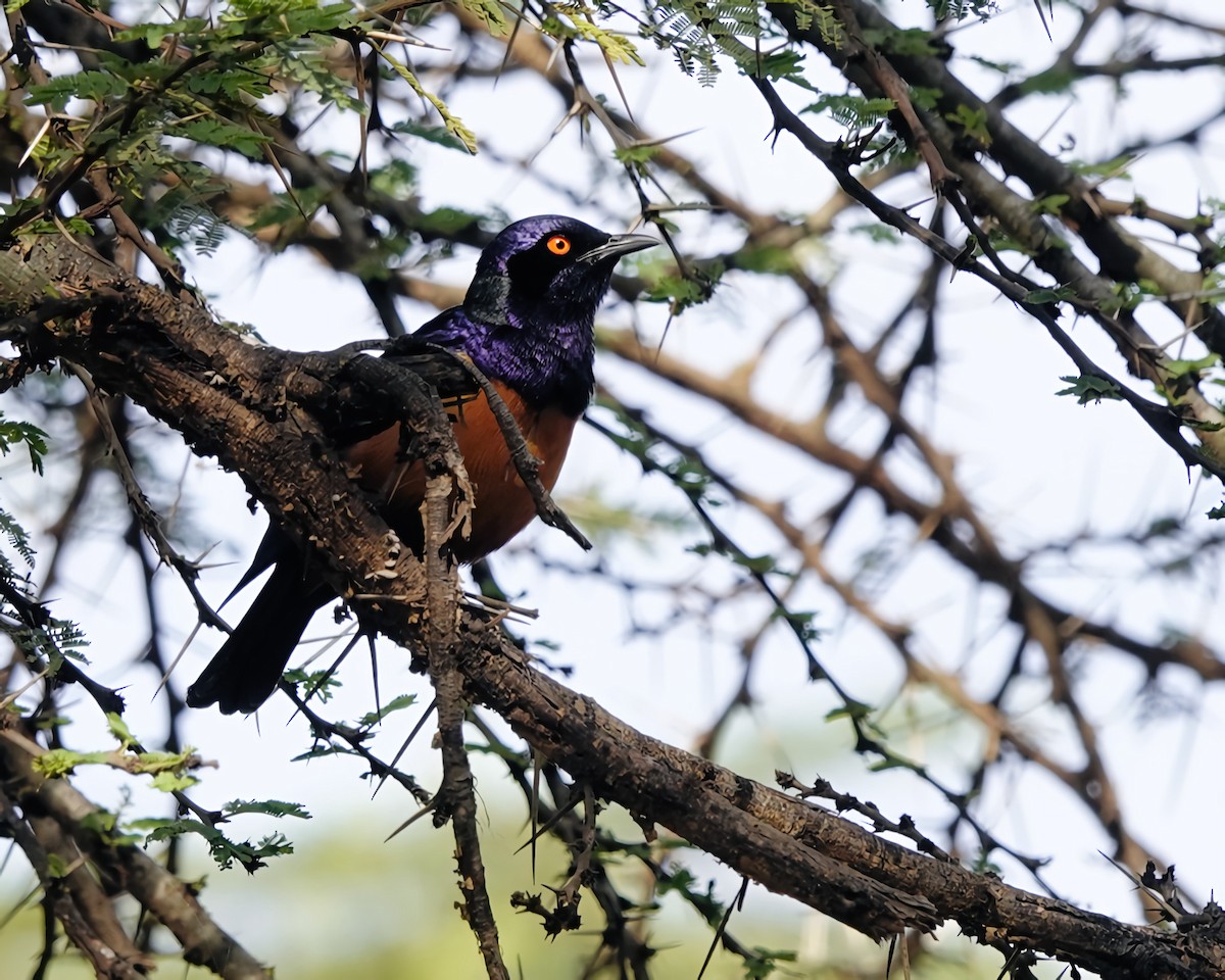 Hildebrandt's Starling - ML649755390
