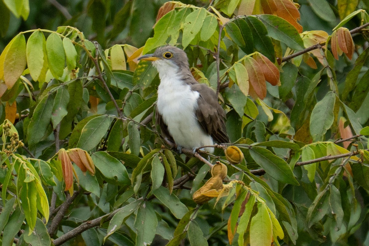 gulnebbgjøk - ML649755741