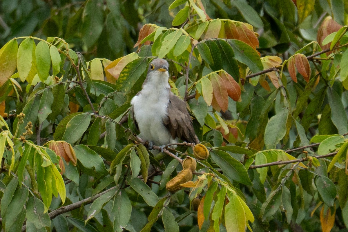 gulnebbgjøk - ML649755742