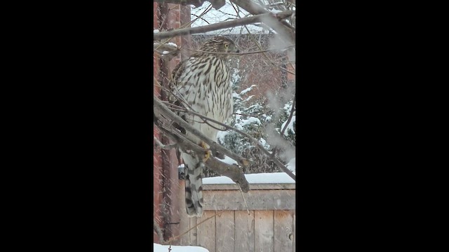 Cooper's Hawk - ML649756467
