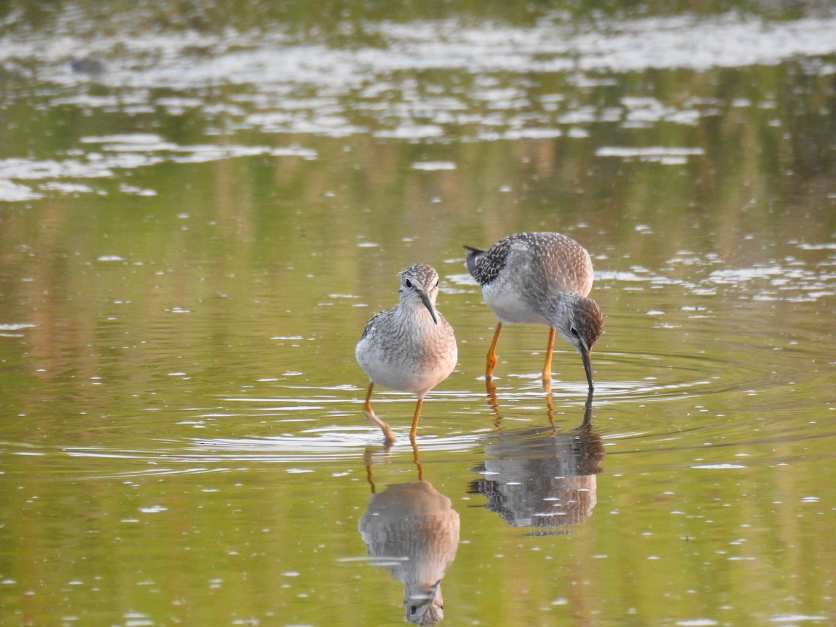 Lesser Yellowlegs - ML64975681