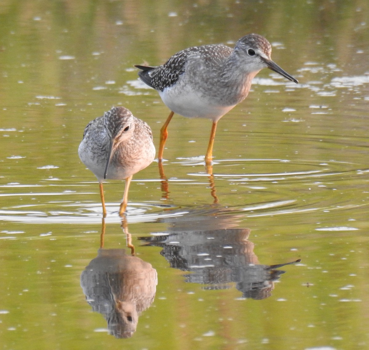 Lesser Yellowlegs - ML64975741