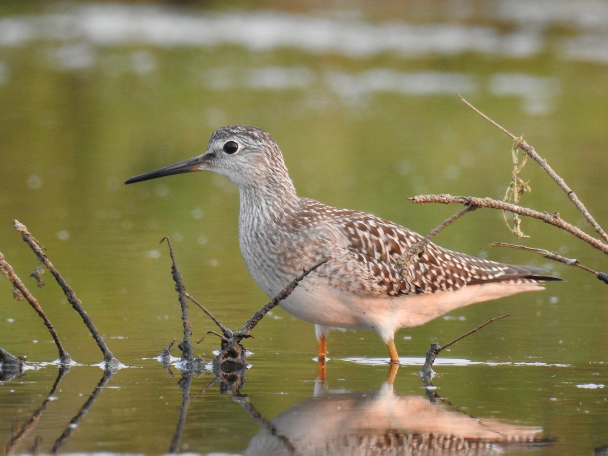 Lesser Yellowlegs - ML64975791