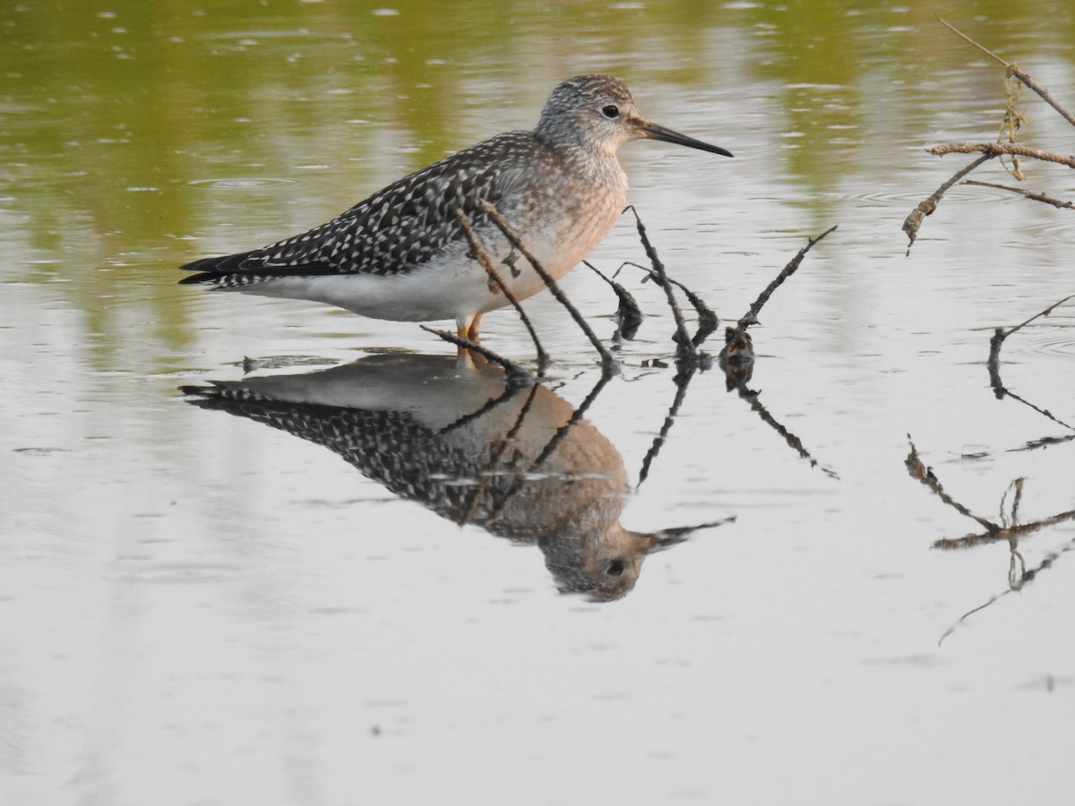 Lesser Yellowlegs - ML64975811