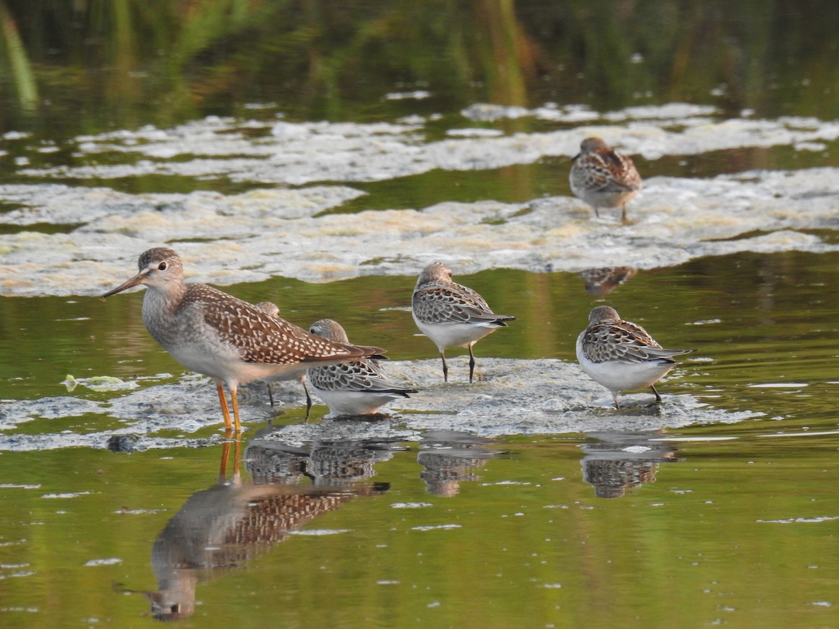 Lesser Yellowlegs - ML64975821