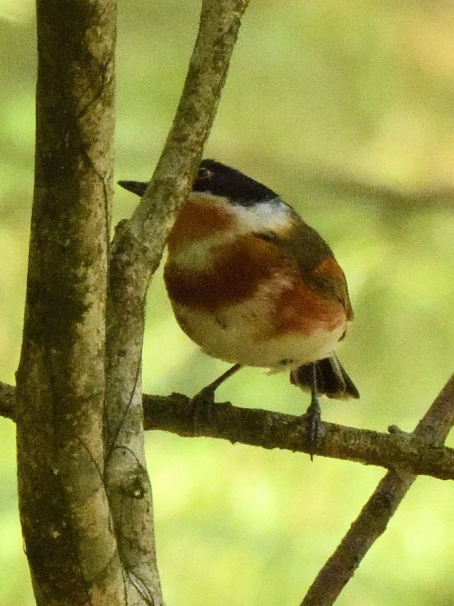 Kap Batisi - ML649758986