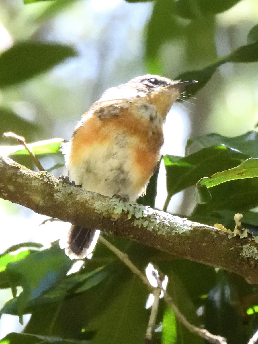 Kap Batisi - ML649758987