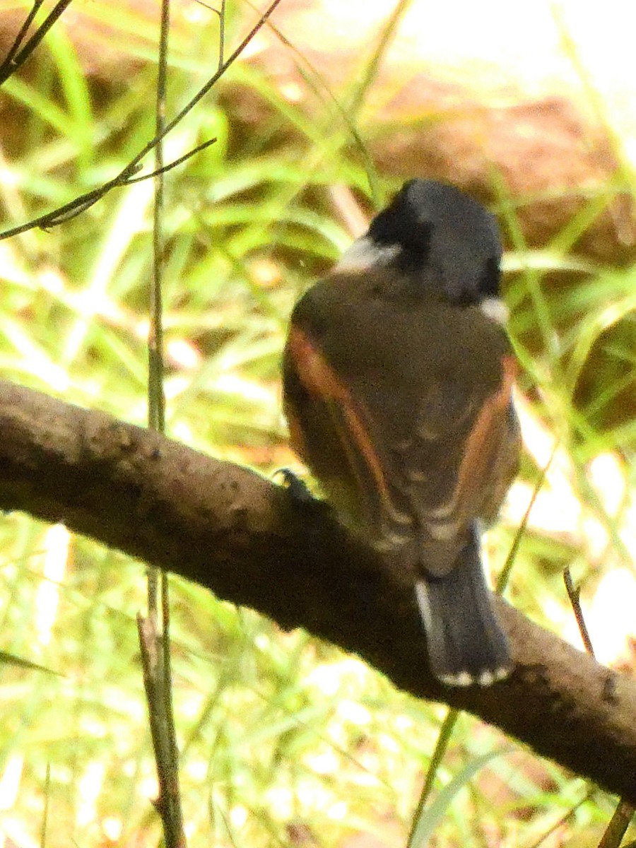 Kap Batisi - ML649759049