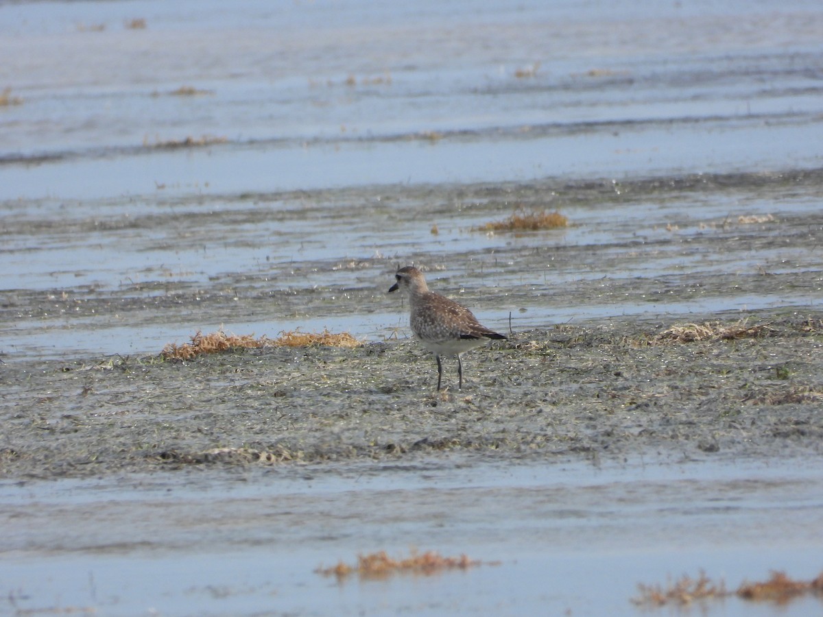 Black-bellied Plover - ML649759089