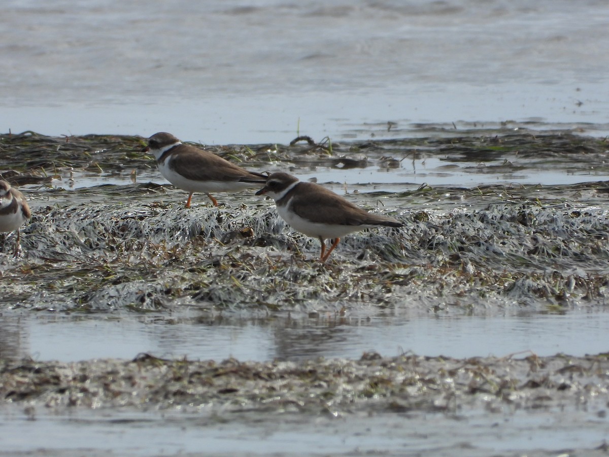 Semipalmated Plover - ML649759109