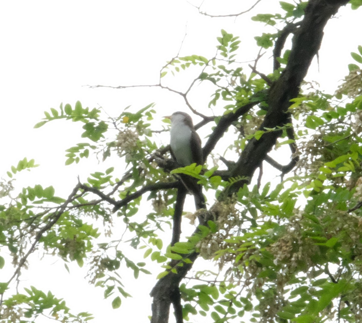 gulnebbgjøk - ML649759125