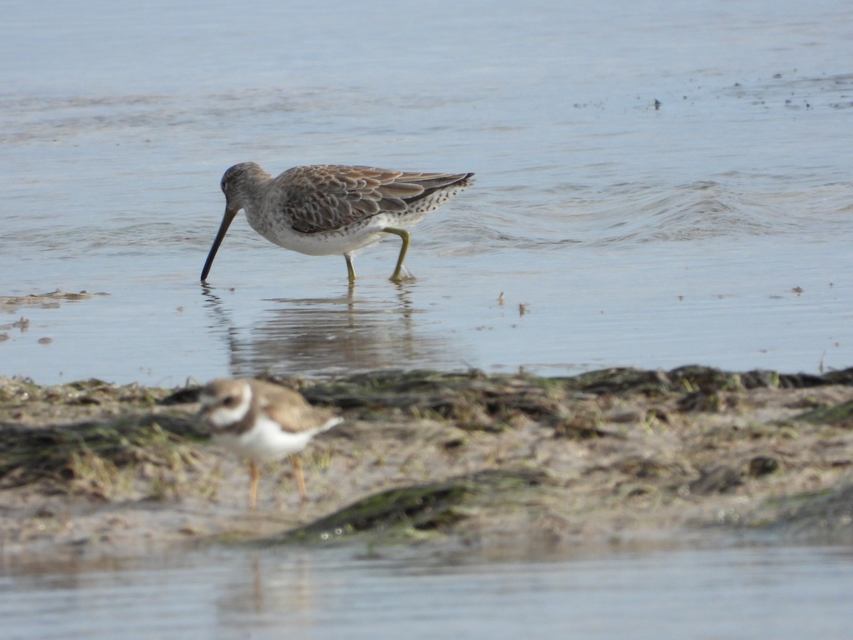 Short-billed Dowitcher - ML649759127