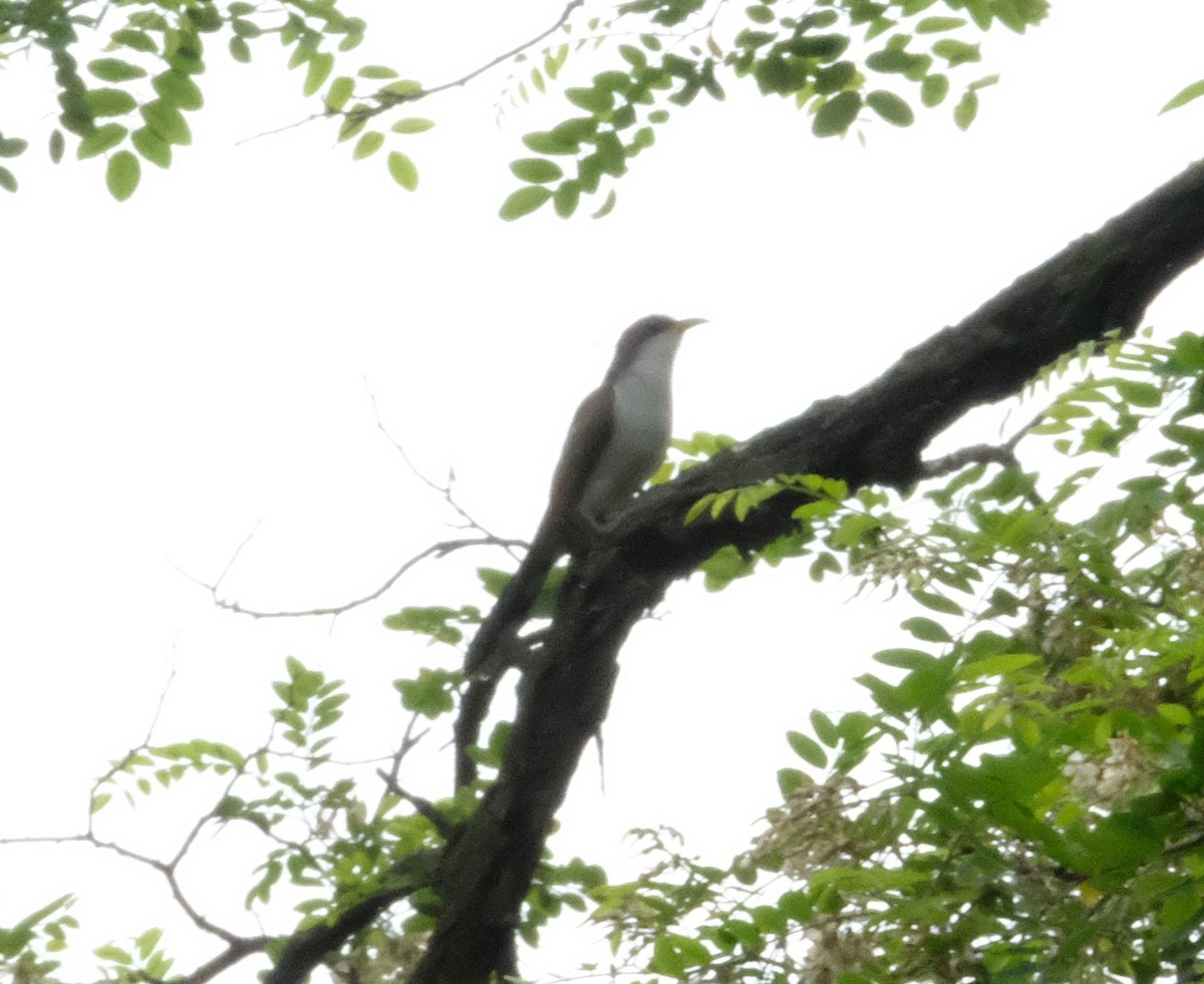 gulnebbgjøk - ML649759129