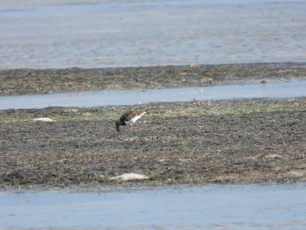 Ruddy Turnstone - ML649759142