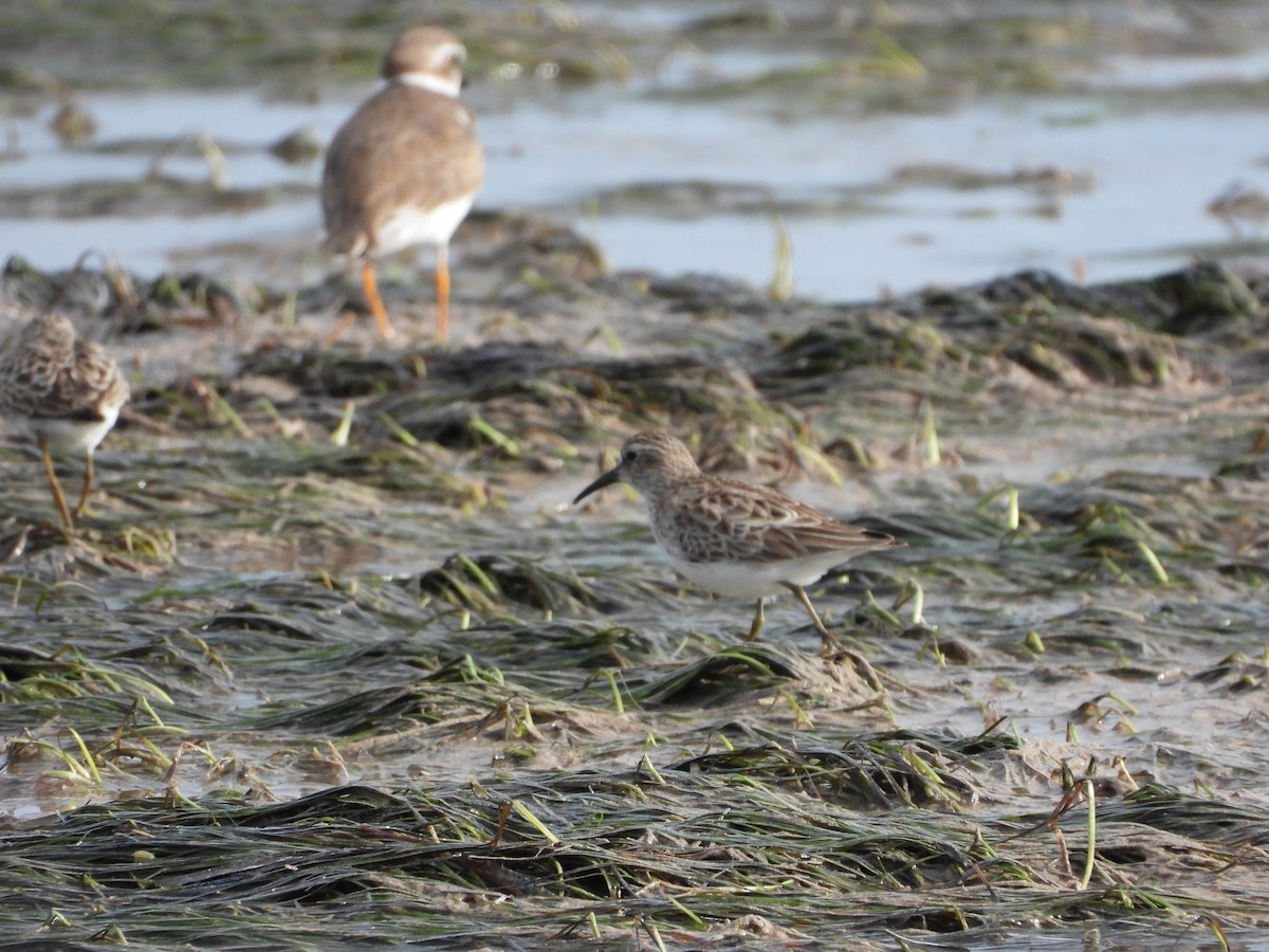Least Sandpiper - ML649759183
