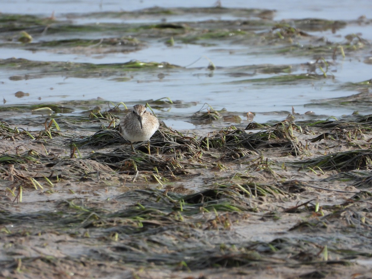 Least Sandpiper - ML649759184