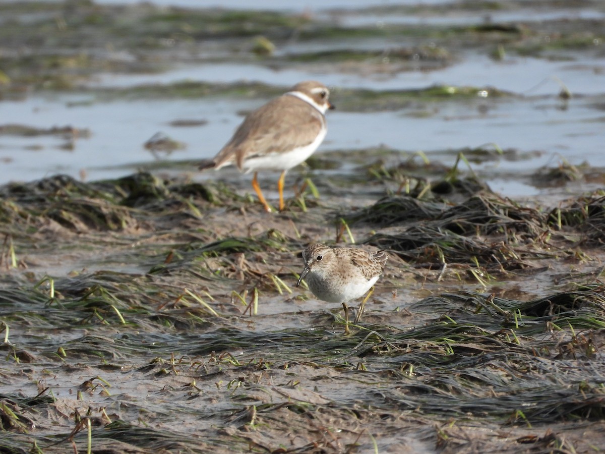 Least Sandpiper - ML649759185