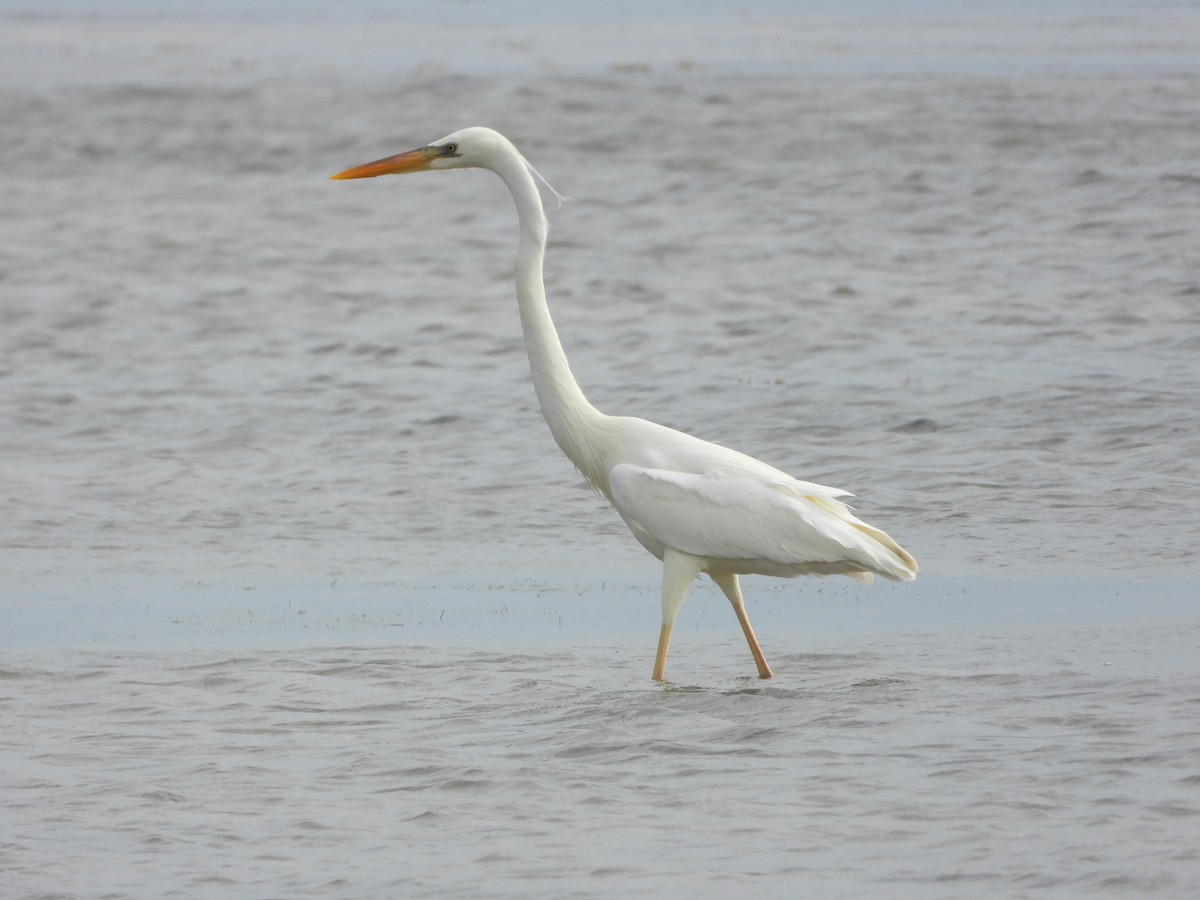 Great Blue Heron (Great White) - ML649759203