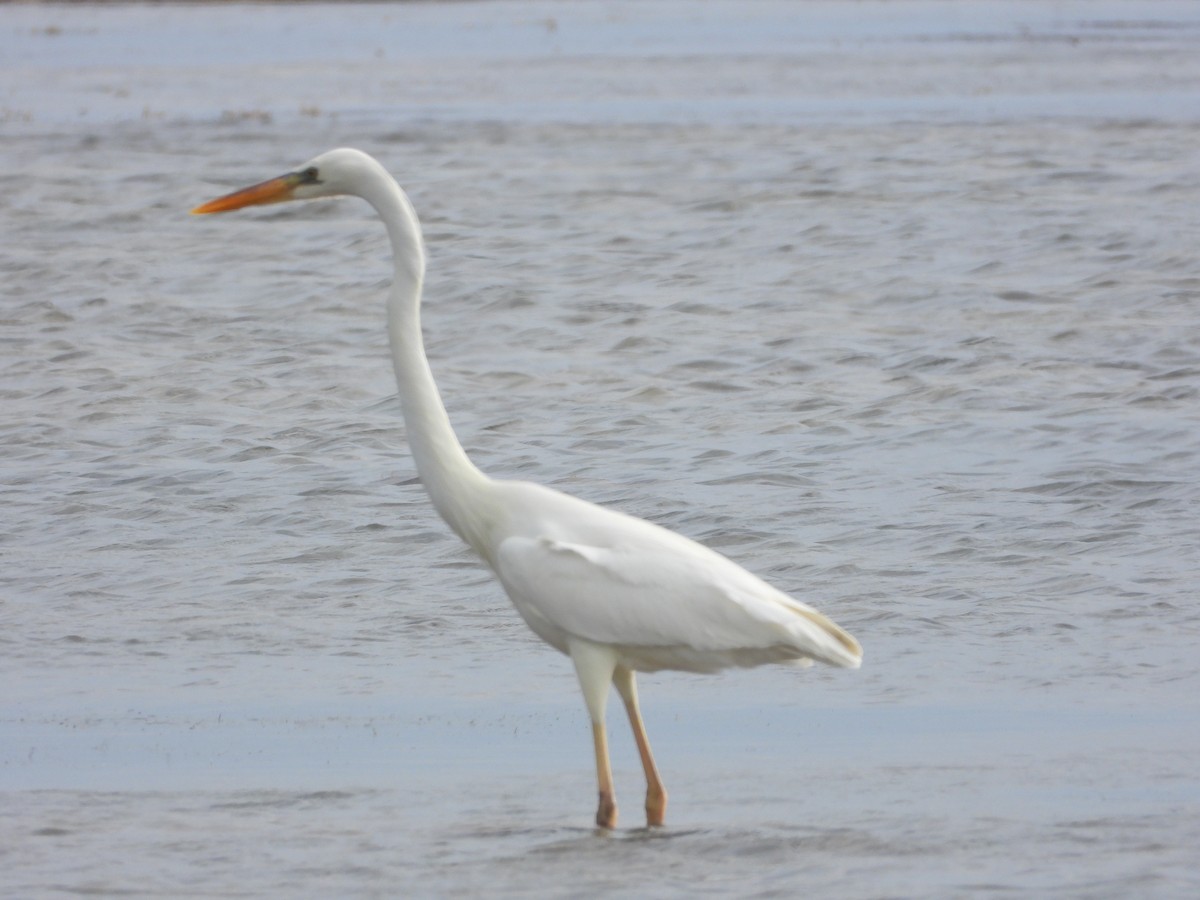 Great Blue Heron (Great White) - ML649759204