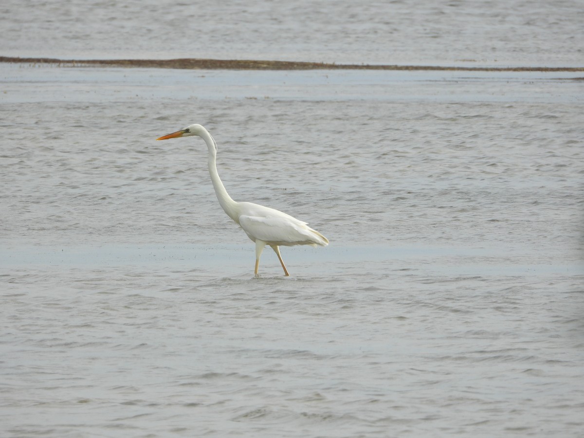 Great Blue Heron (Great White) - ML649759205